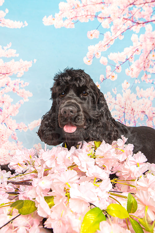 Raffles's Spring Time Style Profile Photo