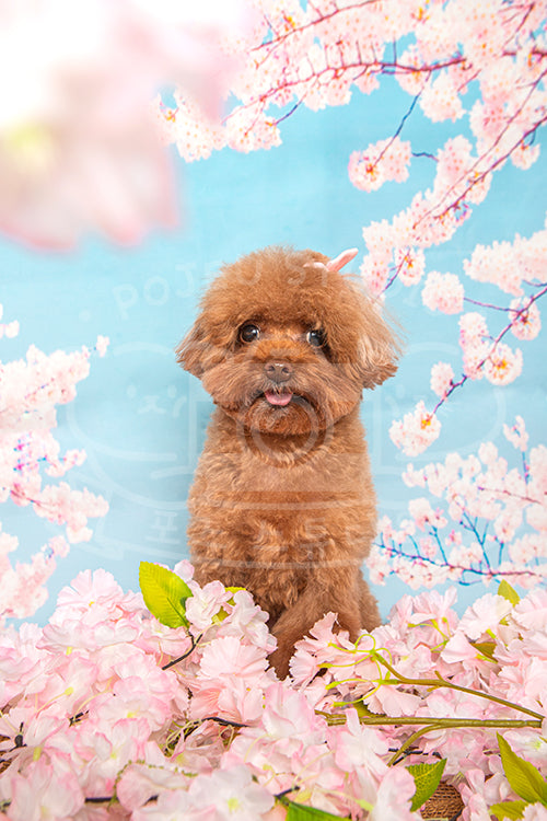 Bacon's Spring Time Style Profile Photo
