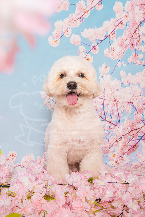Nugget's Spring Time Style Profile Photo