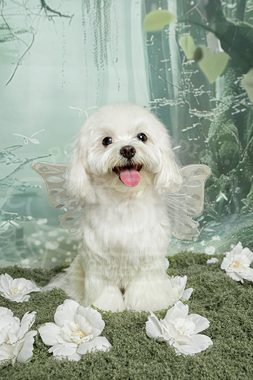 Toto's Spring Time Fairy Style Profile Photo