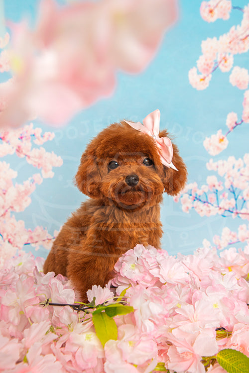 QiuQiu's Spring Time Style Profile Photo