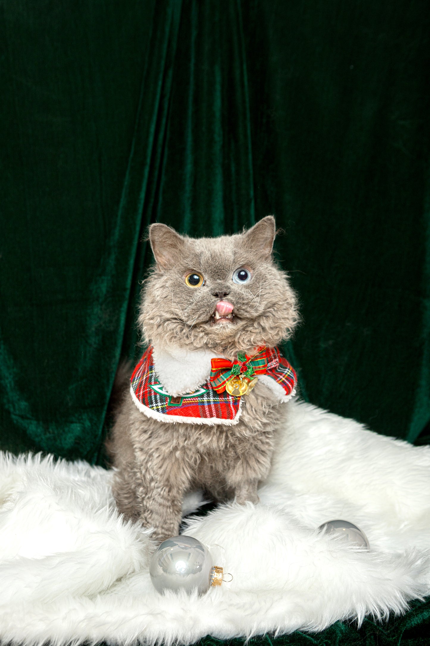 Little Christmas Portrait (Pet only) (Seasonal)