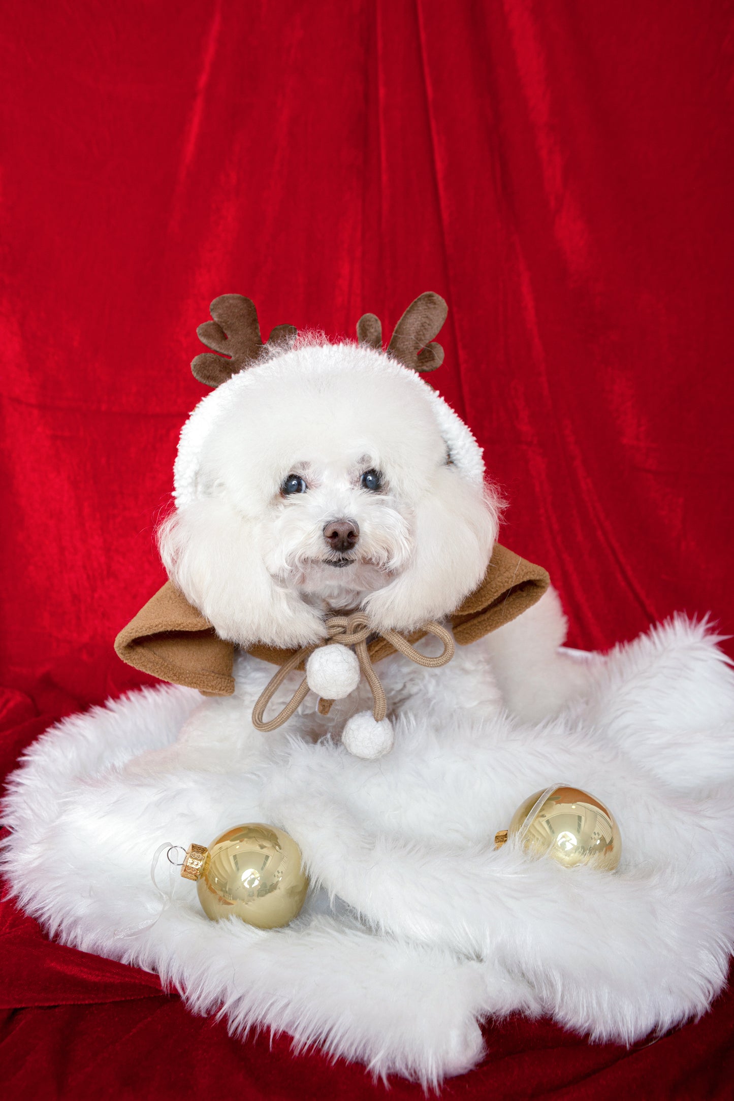 Little Christmas Portrait (Pet only) (Seasonal)