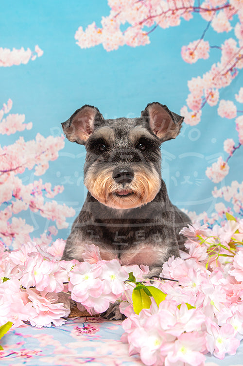 Allie's Spring Time Style Profile Photo
