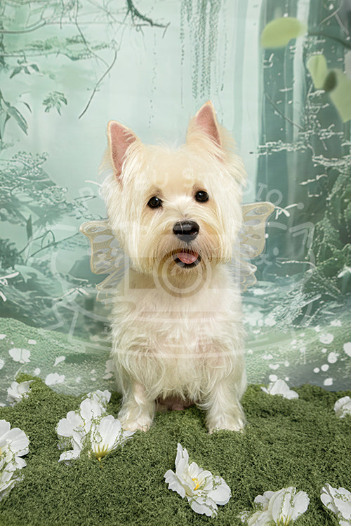 Sumo's Spring Time Style Profile Photo