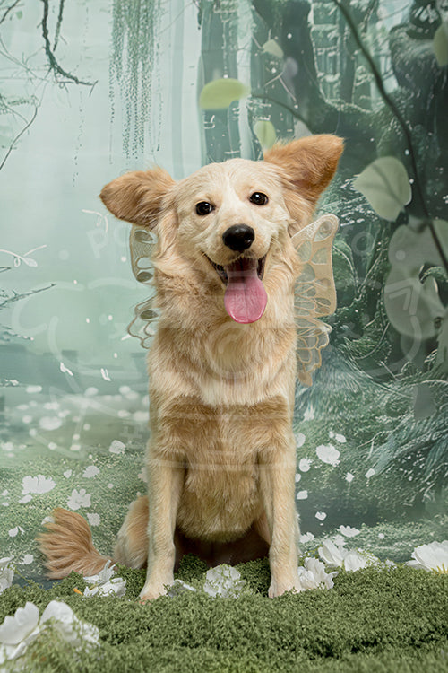 Latte's Spring Time Style Profile Photo