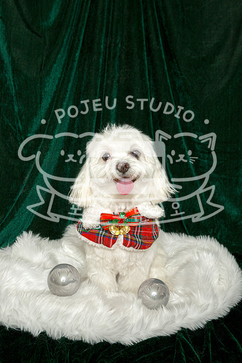 Toto's Christmas Profile Photo